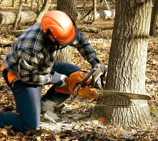 Tree Removal in Bon Secour, AL